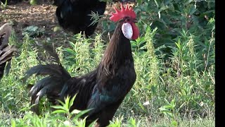 Minorca Roosters [upl. by Anairam]