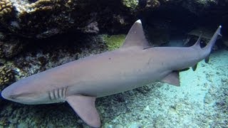 Hawaiian White Tip Reef Sharks snorkeling [upl. by Esiuqcaj]