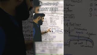 Structure of Root Hair science biology structureofroot [upl. by Aihcela]