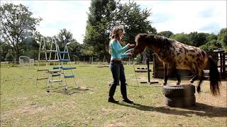 Flocon  Horse Agility  Juillet 2017 [upl. by Anawait]