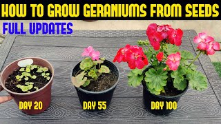 How To Grow Geranium At Home FULL INFORMATION [upl. by Carmelo886]