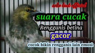 Suara keras Rengganis betina Gacor cocok untuk rengganis lain emosi [upl. by Braasch]