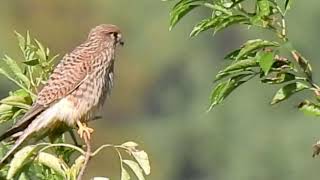 Roofvogel is Geland in De Struik [upl. by Brenn570]