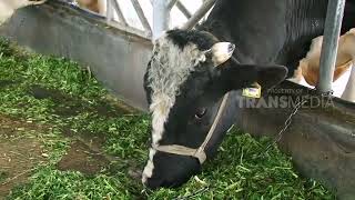 Kepoin Proses Inseminasi Buatan Sapi  SI OTAN [upl. by Darooge]