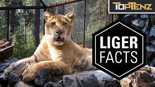 10 Interesting Facts About Ligers …and Yes They’re Real [upl. by Adym]