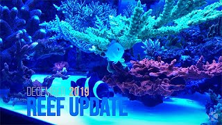 Reef Update  December 2019 [upl. by Aikat]