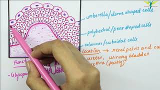 Transitional Epithelium [upl. by Yecram]