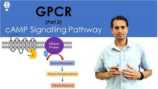 GProtein Coupled Receptor Part 2 cAMP Signaling Pathway  Signal Transduction Pathway  GPCR [upl. by Laicram]