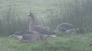 Greater Whitefronted Goose Anser albifrons Kolgans Strijen ZH the Netherlands 4 Nov 2024 44 [upl. by Adnuahs]