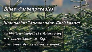 🌺 Billes Gartenparadies Weihnachtsbaum mit Wurzelballen im Topf nachhaltigeöko Alternative [upl. by Hunter]