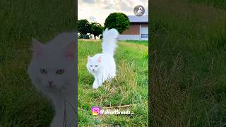 Turkish angora angoracat cute cat catlovers catbreeds shorts catshorts turkishangora fluffy [upl. by Bromley]