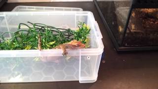 How to handle and pick up a crested gecko [upl. by Goldia203]