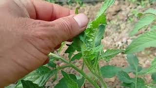 minador o mosca minadora en cultivo de tomate [upl. by Edac219]