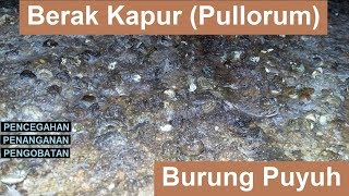 Berak Kapur Pullorum Pada Burung Puyuh [upl. by Robaina]