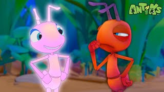 Glowing Nowhere  1 Hour Antiks Full Episodes  Funny Insect Cartoons for Kids [upl. by Nalla]