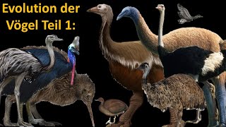 Evolution der Vögel 1 Laufvögel Palaeognathen [upl. by Venator]