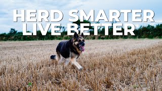 Discover the Best Herding Dog Breeds [upl. by Rycca]