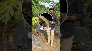 लाल मकड़ी को कंट्रोल कैसे करे  papayafarming farmingtips miticide acaricide [upl. by Esau634]