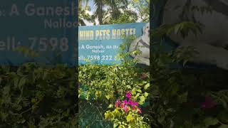 🐕 Dogs Resortpets hostal kanyakumari district dogs facility available contact see the vedio [upl. by Roe]