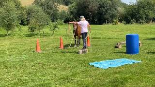 Horse Agility July 2024 [upl. by Dorthy276]