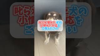 叱られ慣れた犬の「小慣れた対応」をご覧ください チワックスミントたいちょう 犬 [upl. by Llerehs]