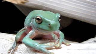 Whites Tree Frog shedding HD [upl. by Ilegna]