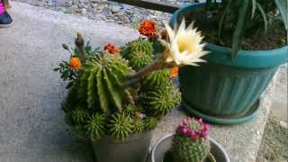 Pink Easter Lily Cactus Echinocereus eyriesii blooming timelapse [upl. by Ranique]