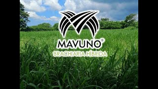 Brachiaria híbrido MAVUNO en México [upl. by Oznol194]