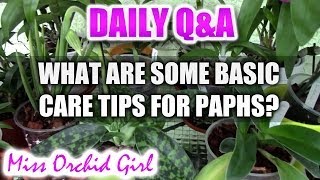 QampA  What are some basic care tips for Paphiopedilum Orchids [upl. by Avalsorim]