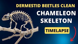 Time Lapse of Dermestid Beetles Cleaning Jackson’s Chameleon Skeleton Vet Discusses Anatomy Facts [upl. by Ennayram186]