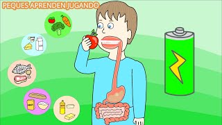 El sistema digestivo para niños Video del aparato digestivo y sus partes De PequesAprendenJugando [upl. by Omor]