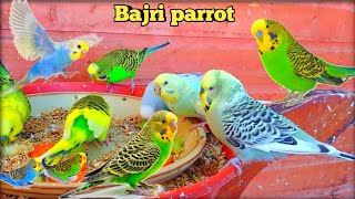 Bajri parrot breeding Colony all colour [upl. by Suzann]