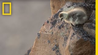 Arctic Geese Chicks Jump Off Cliff to Survive  Hostile Planet [upl. by Kehr723]