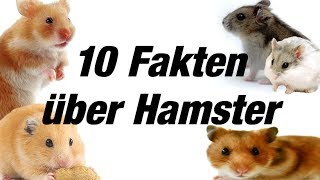 10 Fakten über Hamster [upl. by Adnolor]