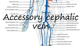 How to Pronounce Accessory cephalic vein [upl. by Adnohsar36]