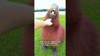 capybara  The friendliest animal in the world [upl. by Desdamona]