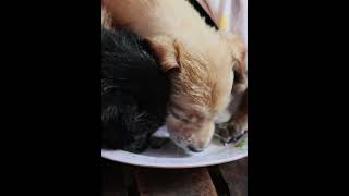 Feeding Poor Dog In Village babycare feedingstreetdogs poordog [upl. by Scrogan]