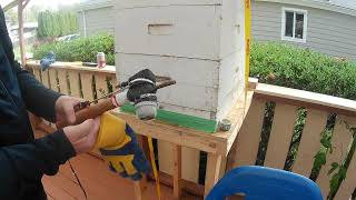 GampH Honey Bees  Using my home made vapourizer to treat for mites [upl. by Markowitz]