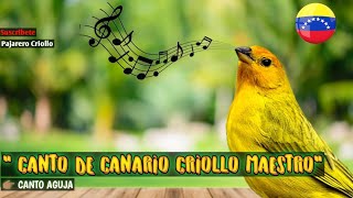 🔊Canto de CANARIO CRIOLLO Sicalis Flaveola canto Aguja [upl. by Eanram]