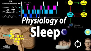 Sleep Physiology Animation [upl. by Mcclees]