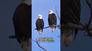 Bald Eagle America’s National Symbol animalshorts shortsfacts eagle [upl. by Kylynn]