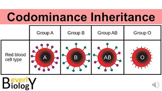 Codominance Genetic Inheritance story based [upl. by Aelahs810]