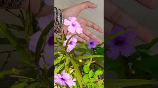 Mexican Petunia flowers 🌸💜shortsfeed viralshorts mexicanpetunia flowers newsong [upl. by Eimmas]