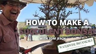 How to make a succulent bonsai with Tom Jesch [upl. by Ebonee]