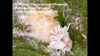 Hemiptera Pseudococcidae Mealybug v2 [upl. by Warder]