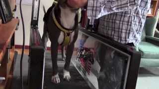 Dog Treadmill Training a ForceFree Introduction [upl. by Kcin341]