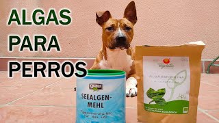 🌿 ALGAS PARA PERROS  Espirulina y Ascophyllum Nodosum [upl. by Landy46]