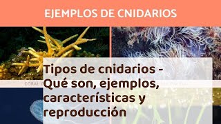 Tipos de cnidarios  Qué son ejemplos características y reproducción [upl. by Acyre]