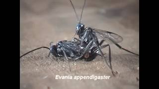 Parasitic Wasps Evania as Parasitoids of Cockroaches [upl. by Morly344]