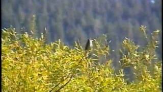 The Willow Flycatcher How to Locate and Identify [upl. by Gader]